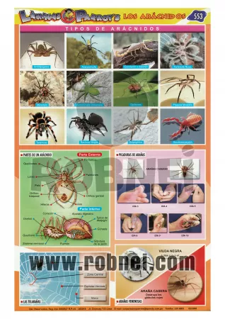 Aracnidos